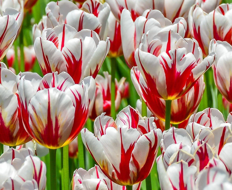 Tulip 'Carnaval De Nice' (5 Pack)