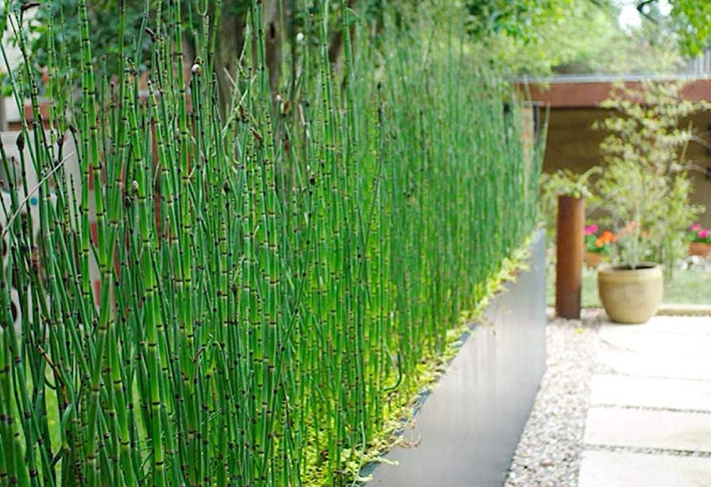 Equisetum hyemale | Horsetail P9