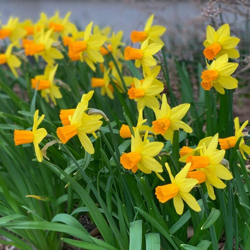 Daffodil Narcissus 'Jetfire' (8 Pack)