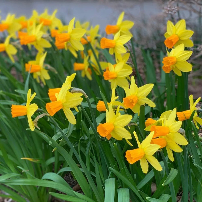 Daffodil Narcissus 'Jetfire' (20 Pack)