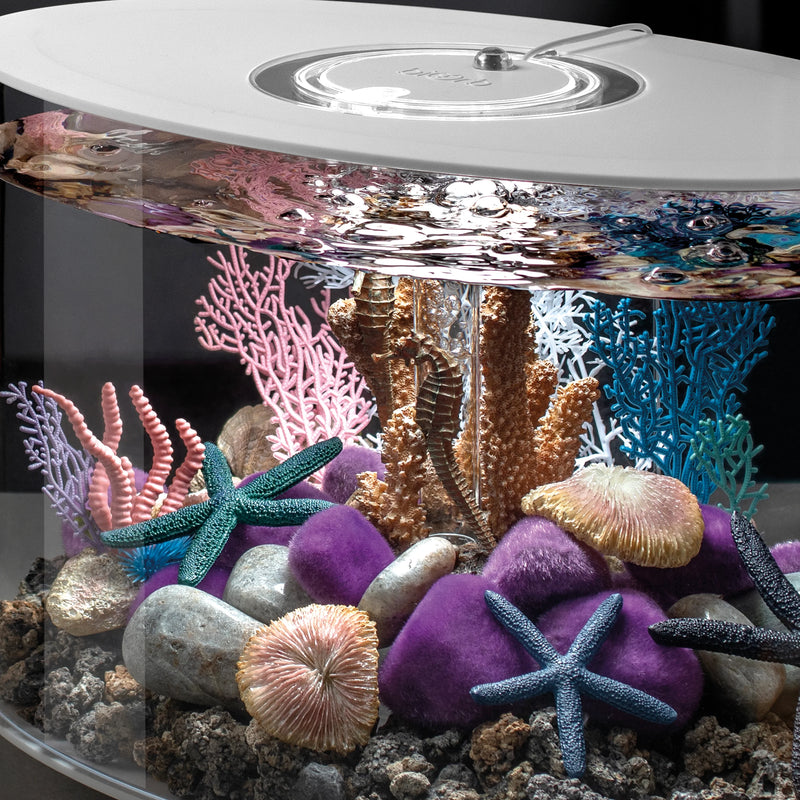 BiOrb coral fans & shells set