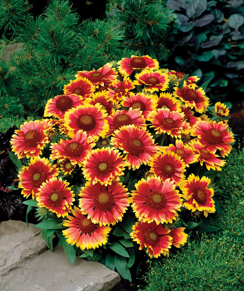 Gaillardia 'Arizona Sun' 2L