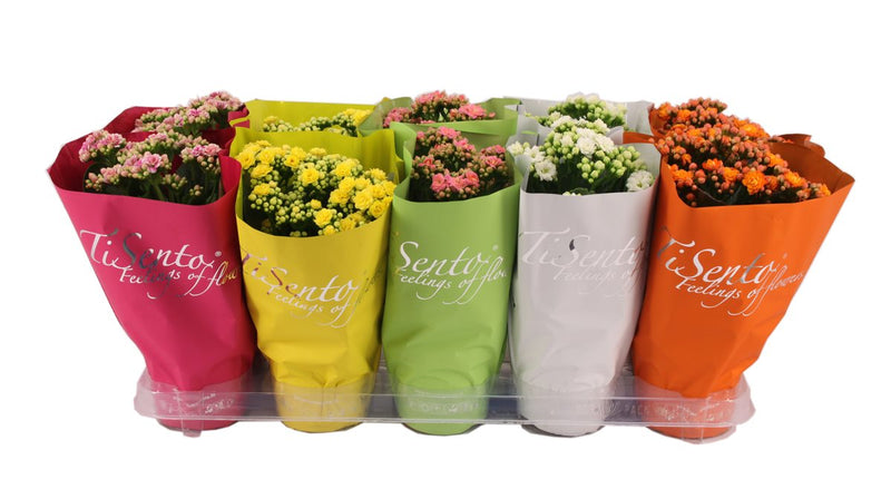 Kalanchoe 'Calandiva' mix (P12)