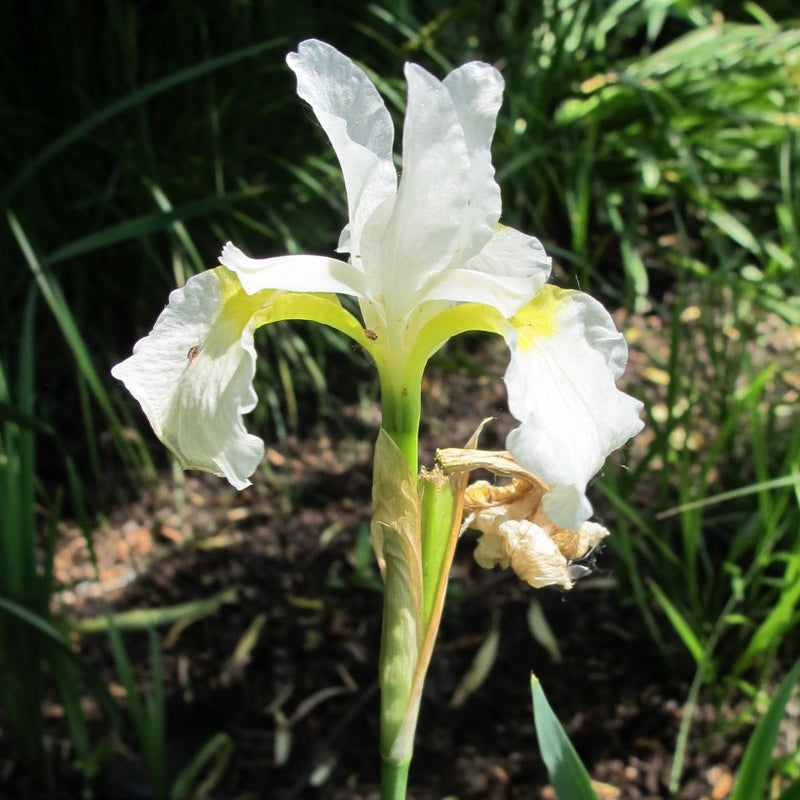 Iris sibirica ‘White Swirl’ flowering in the Chicago Botanic Garden