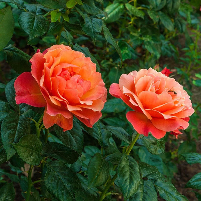 For You With Love Floribunda Rose (3.5 Litre)