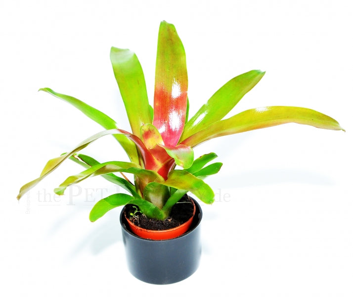 Green Fireball Plant | Neoregelia Schultesiana (Medium)