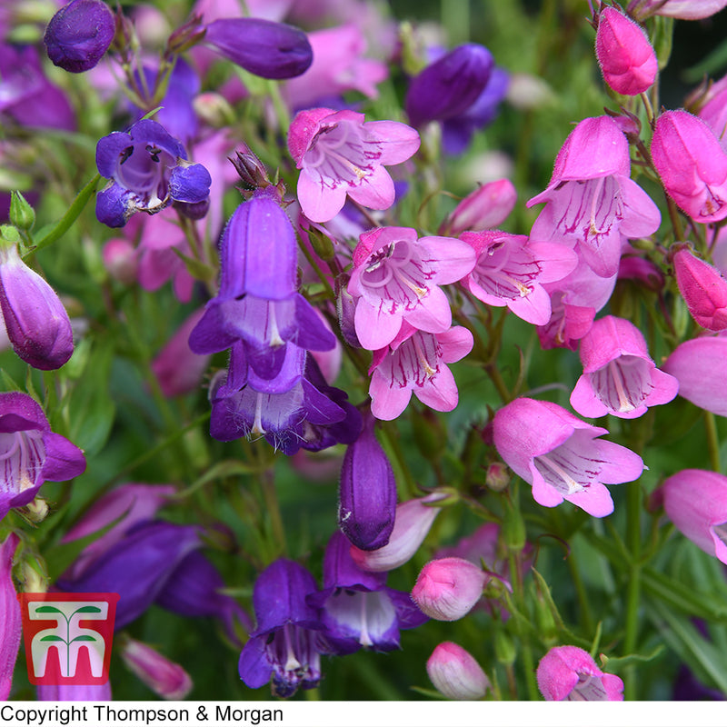Penstemon 'Miniature Bells'