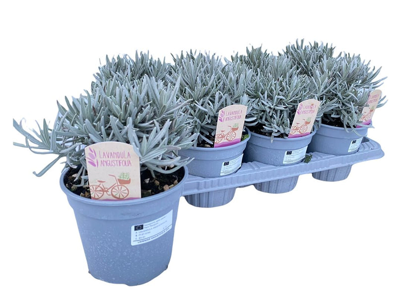Lavander | Lavandula angustifolia P14
