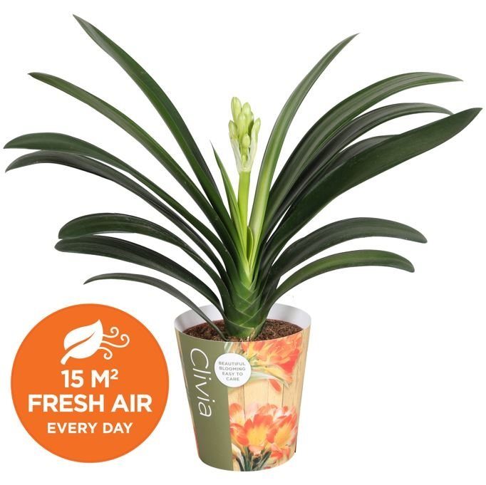 Clivia miniata | Kaffir Lily
