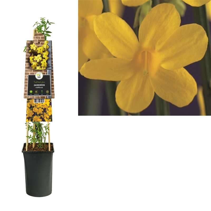 Jasminum nudiflorum | Winter Jasmine (2.2 Litre)