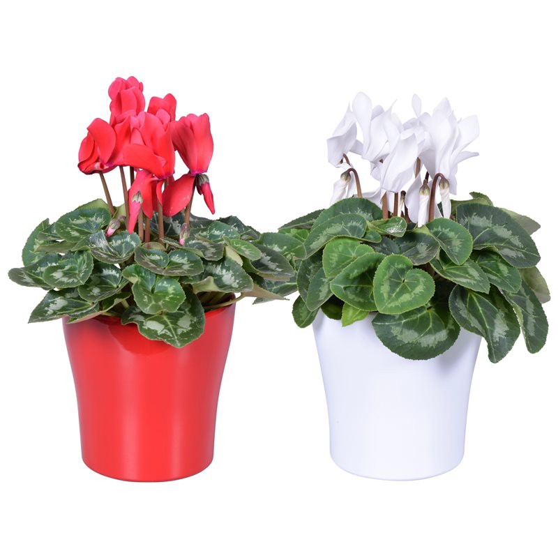 Cyclamen (S Serie) 'Alure' red & white / 14 cm ceramic pot