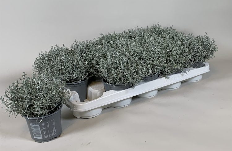 Calocephalus brownii | Cushion Bush - P10