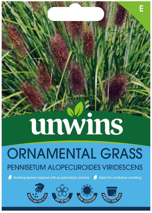 Ornamental Grass Pennisetum Alopecuroides Viridescens