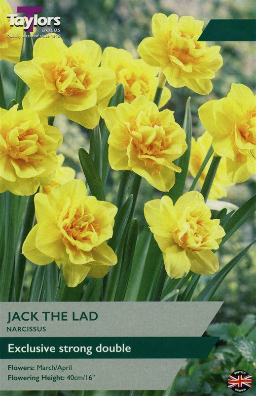 Daffodil Narcissus 'Jack The Lad' (5 Pack)