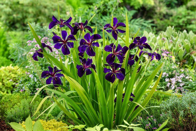 Iris (L) 'Black Gamecock'  P9