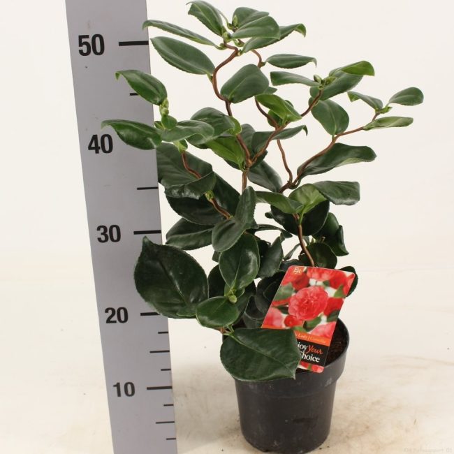 Camellia | Camellia japonica 'Curly Lady' (1.5 Litre)