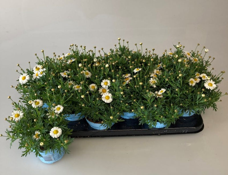 Argyranthemum Frutescens White I Paris Daisy