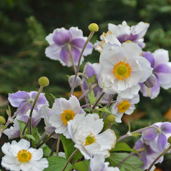 Anemone 'Dreaming Swan' | Japanese Anemone