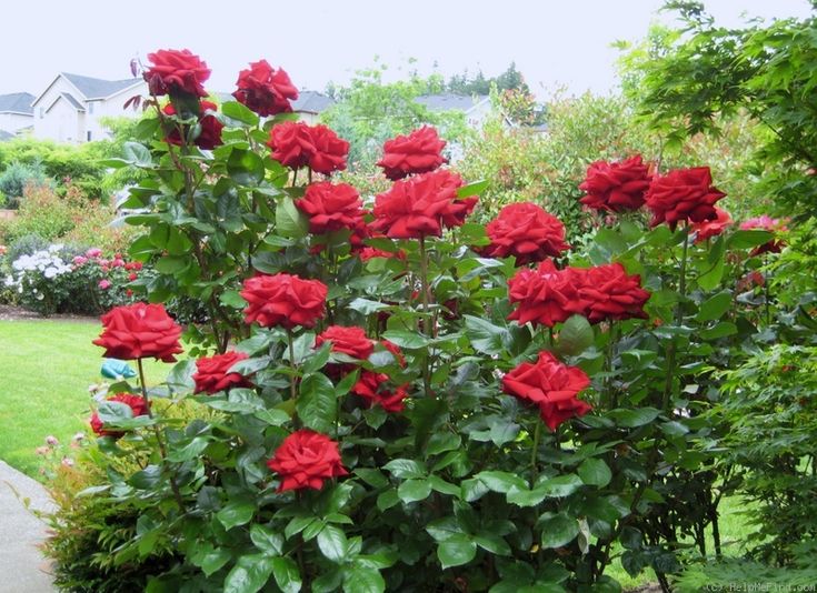 Ingrid Bergman Hybrid Tea Rose 4.5 Litre