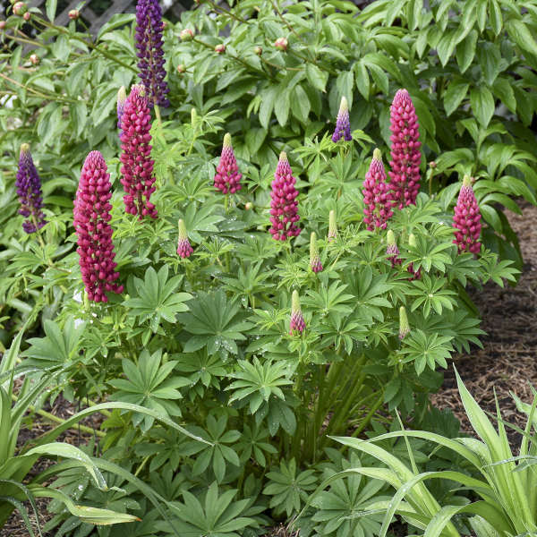 Lupin Gallery Red 9cm