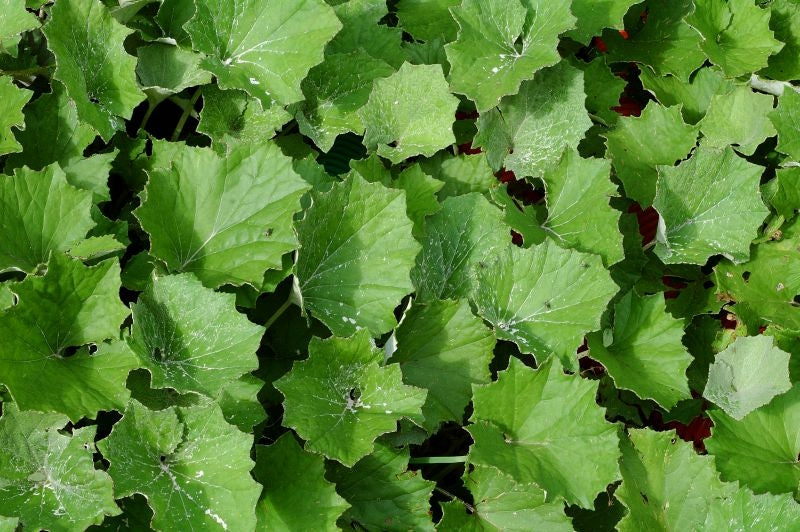 Tussilago farfara / P9