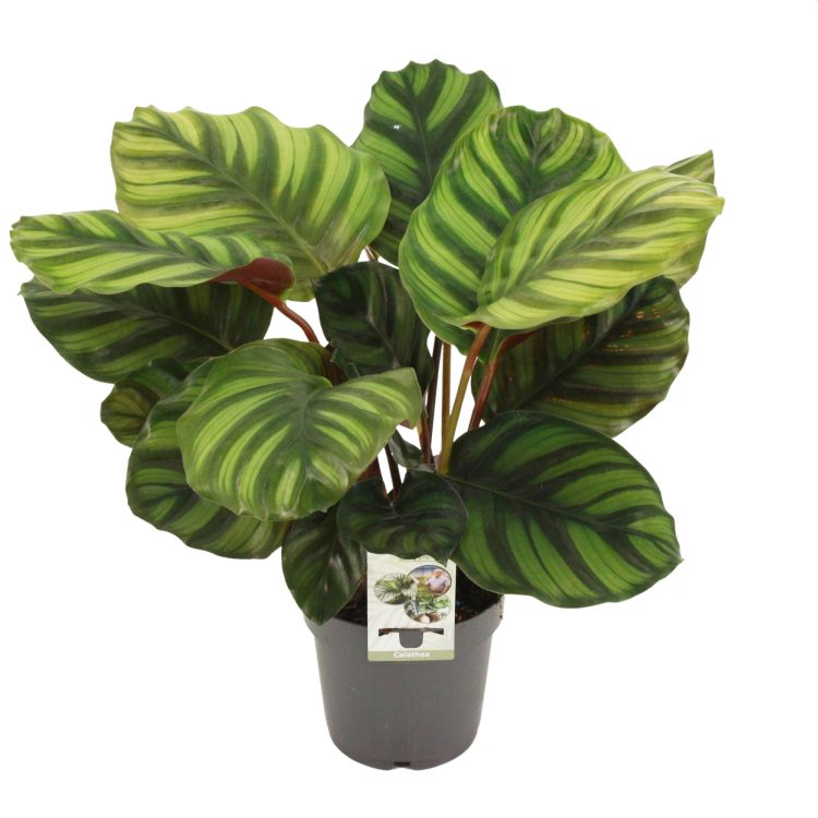Calathea Fasciata (P14)