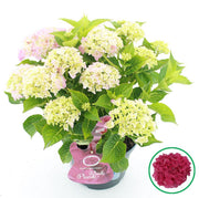 Colourful Hydrangea macrophylla flower heads and green foliage