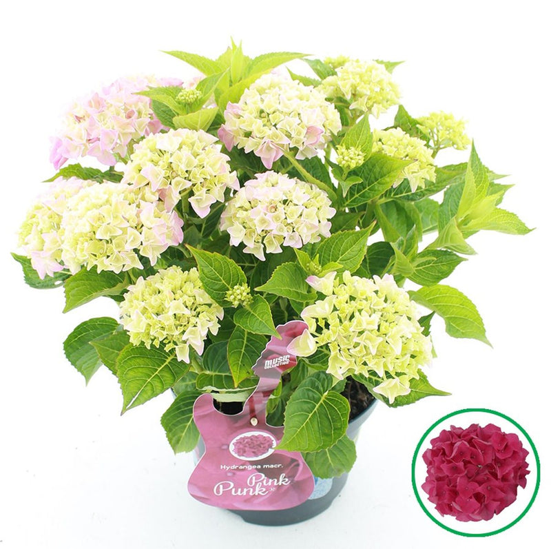 Colourful Hydrangea macrophylla flower heads and green foliage
