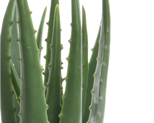 Artificial Aloe Vera in Pot (35cm)