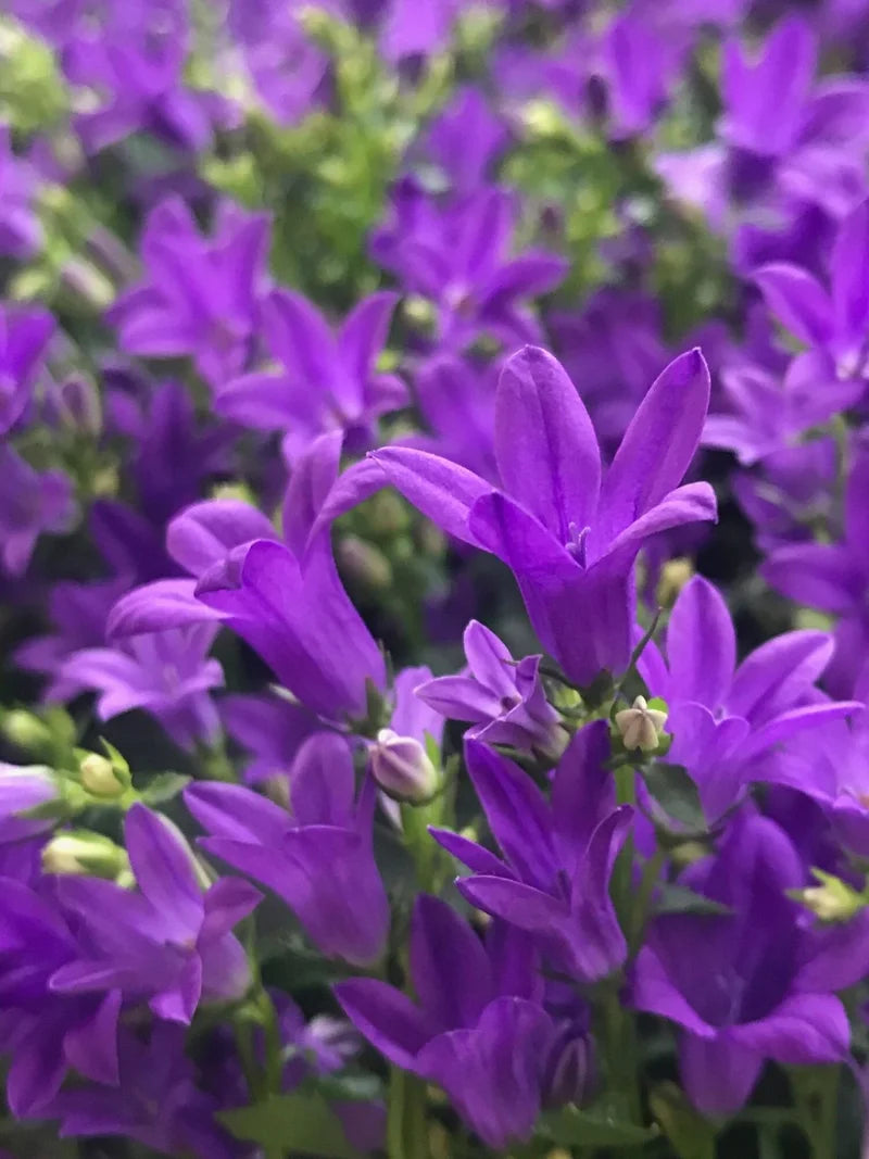 Campanula Portenschlagiana 'Dark Take Me'