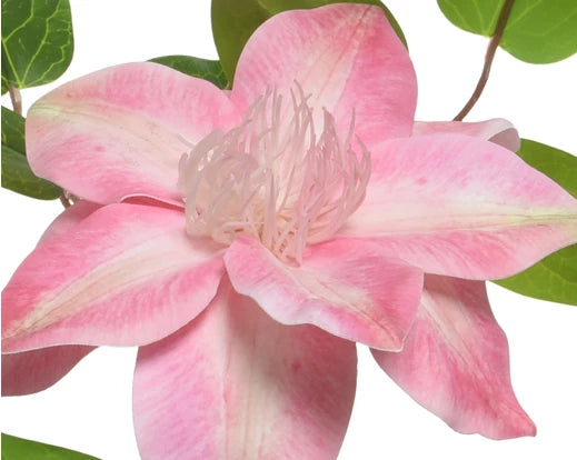 Artificial Clematis Flower Stem