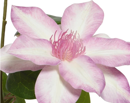 Artificial Clematis Flower Stem