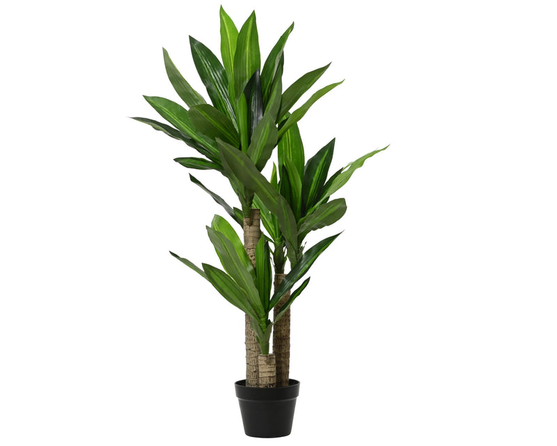 Dracaena in pot