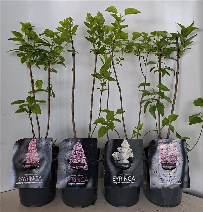Syringa | Lilac 2 litre (Sold Individually)