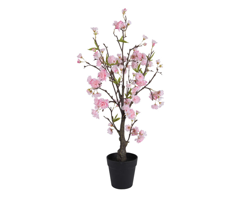 Cherry blossom in pot