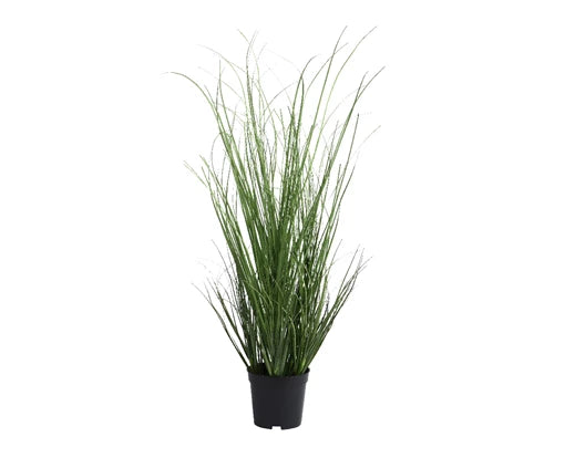 Plant grass in pot