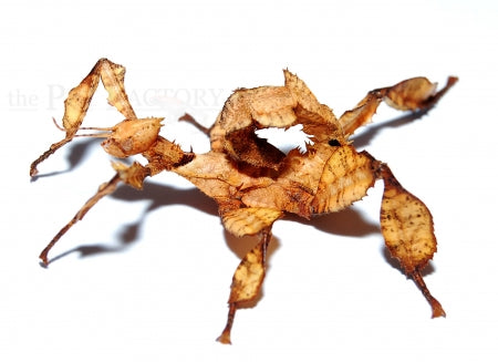 Giant Prickly Stick Insect | Extatosoma tiaratum