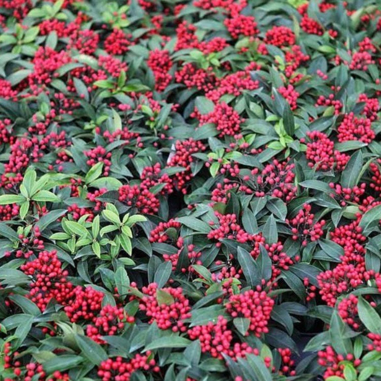 Skimmia Reevesiana with Berries (1.5 Litre)
