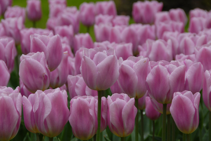 Tulip 'Synaeda Amor' (8 Pack)