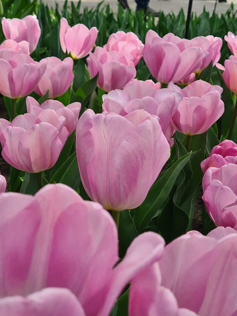 Tulip 'Synaeda Amor' (8 Pack)