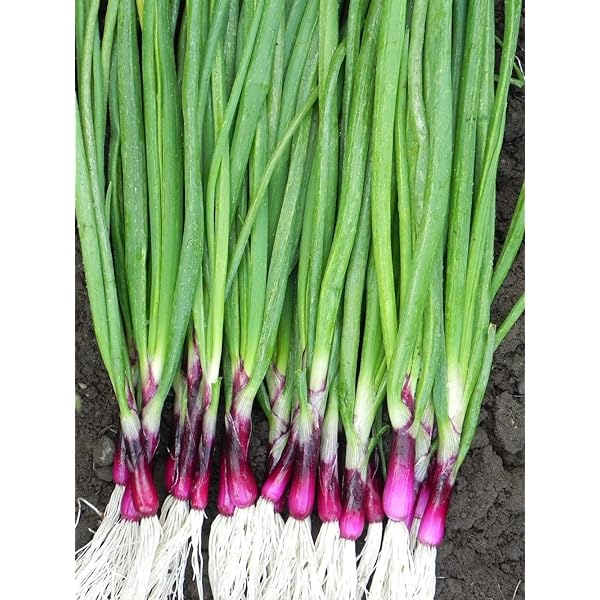 Spring Onion 'Lilia' (Red Onion)
