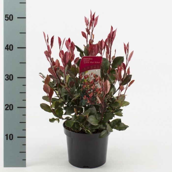 Photinia fraseri 'Little Red Robin' (2 Litre)