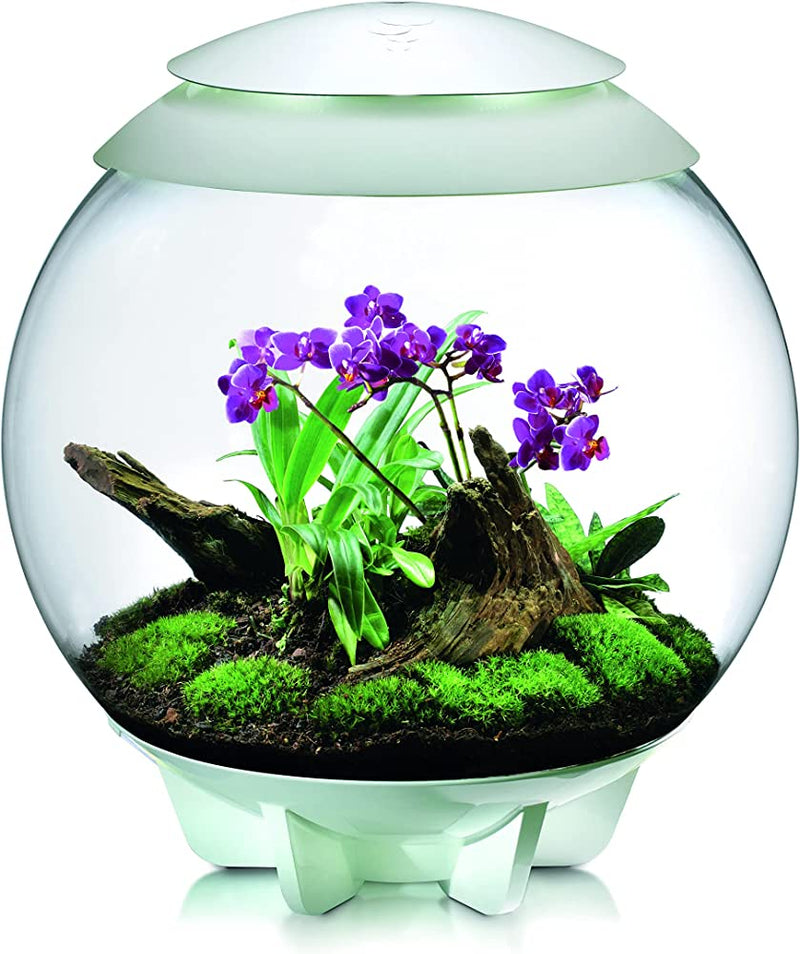 Biorb Air 60 Terrarium With Black Lid