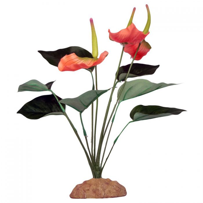 Komodo  Anthurium Bush 30cm