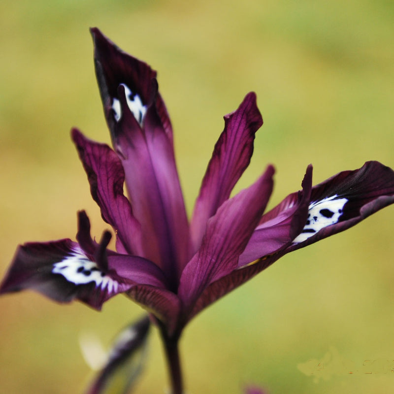 Iris reticulata 'Pauline' (12 Pack)