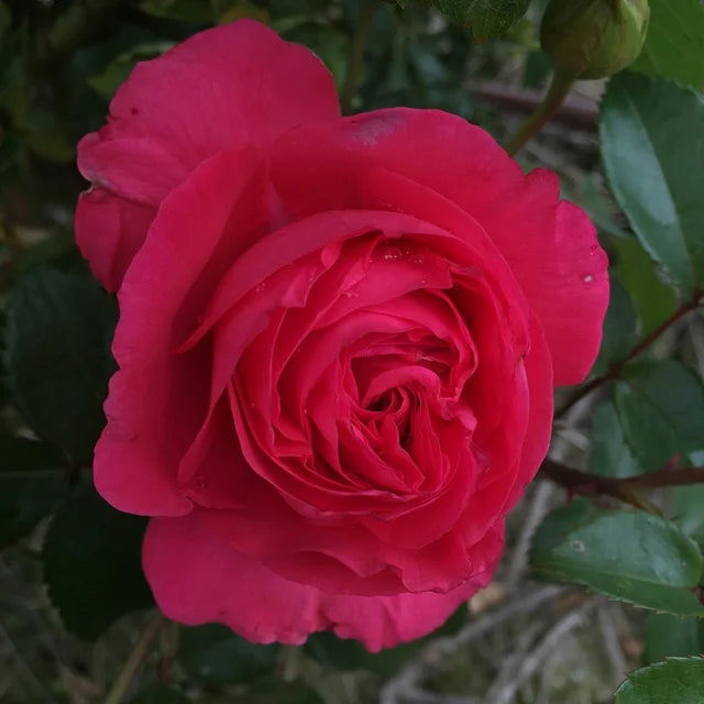 Fiji Hybrid Tea Rose 3.5 Litre