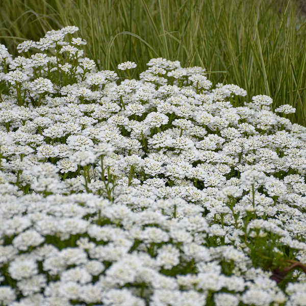 Iberis Whistler White 9cm