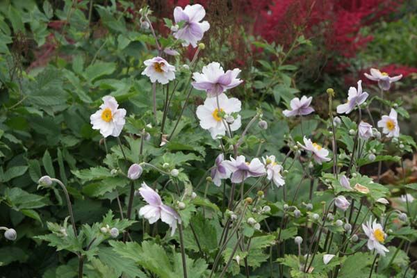 Anemone 'Dreaming Swan' | Japanese Anemone