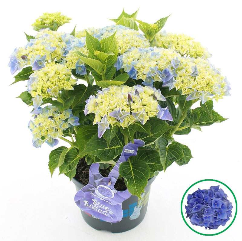 Hydrangea macrophylla flowering shrub from mixed colour selection