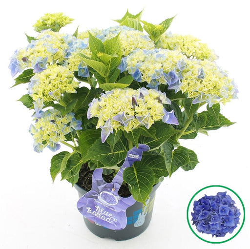 Hydrangea macrophylla flowering shrub from mixed colour selection
